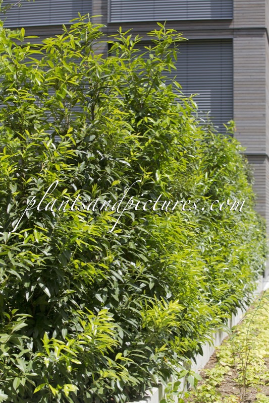 Prunus laurocerasus ‘Bokraschalk’ (GREEN DISCOVERY)