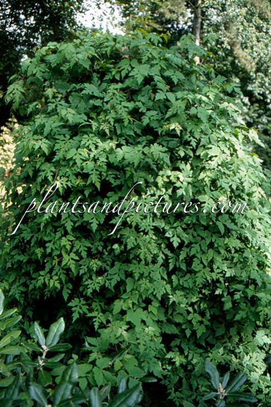 Ampelopsis aconitifolia