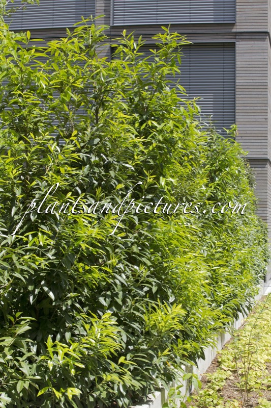 Prunus laurocerasus ‘Bokraschalk’ (GREEN DISCOVERY)