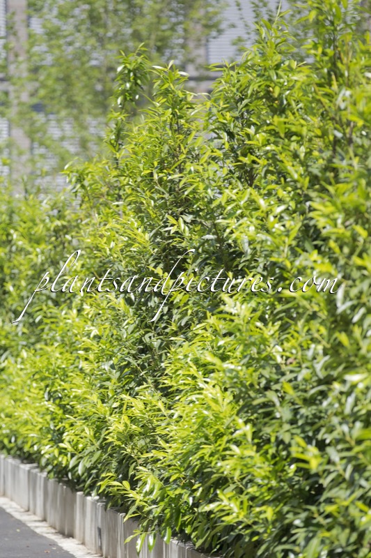 Prunus laurocerasus ‘Bokraschalk’ (GREEN DISCOVERY)