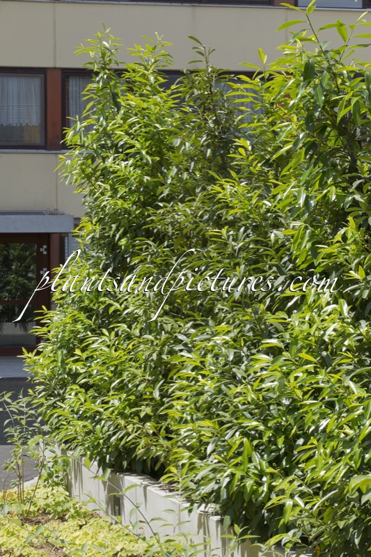 Prunus laurocerasus ‘Bokraschalk’ (GREEN DISCOVERY)