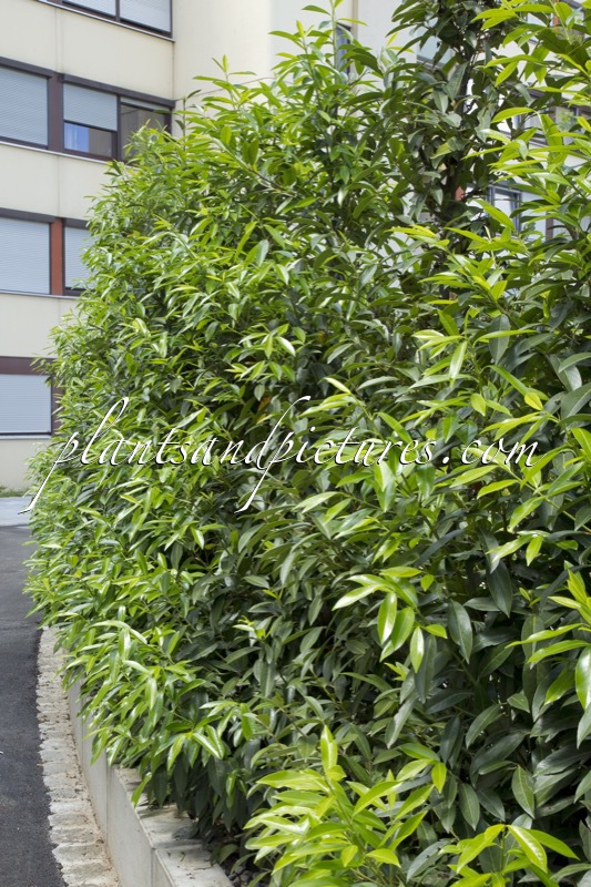 Prunus laurocerasus ‘Bokraschalk’ (GREEN DISCOVERY)