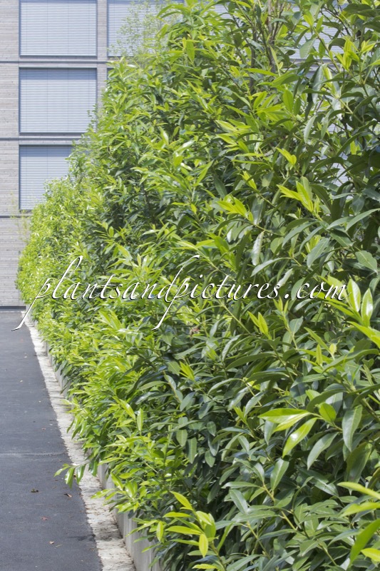 Prunus laurocerasus ‘Bokraschalk’ (GREEN DISCOVERY)