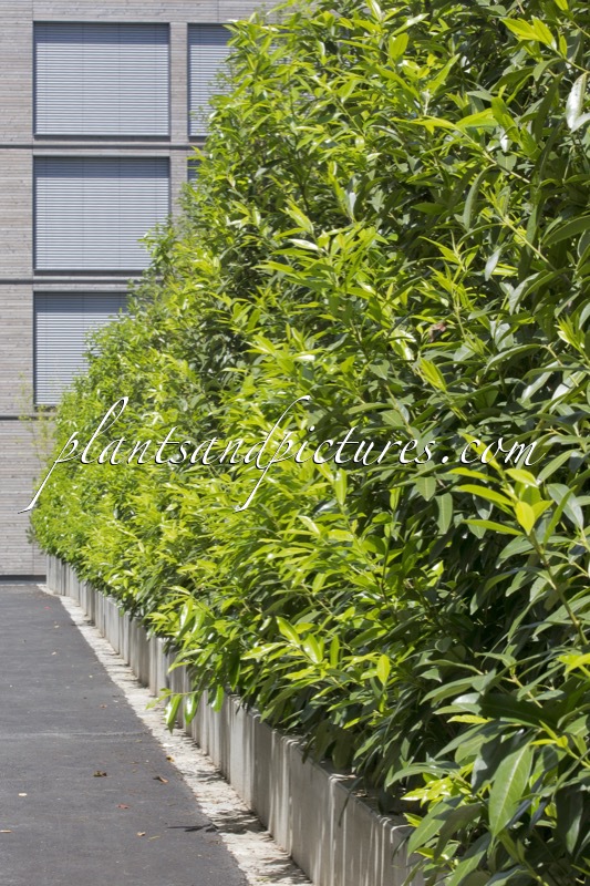 Prunus laurocerasus ‘Bokraschalk’ (GREEN DISCOVERY)