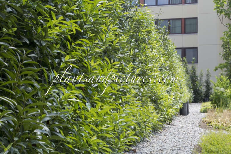 Prunus laurocerasus ‘Bokraschalk’ (GREEN DISCOVERY)