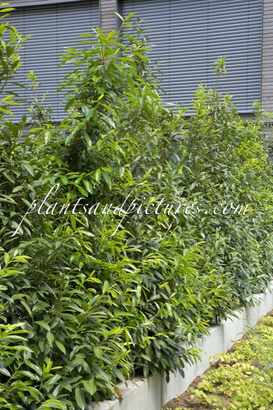 Prunus laurocerasus ‘Bokraschalk’ (GREEN DISCOVERY)