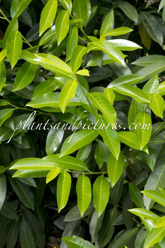 Prunus laurocerasus ‘Bokraschalk’ (GREEN DISCOVERY)