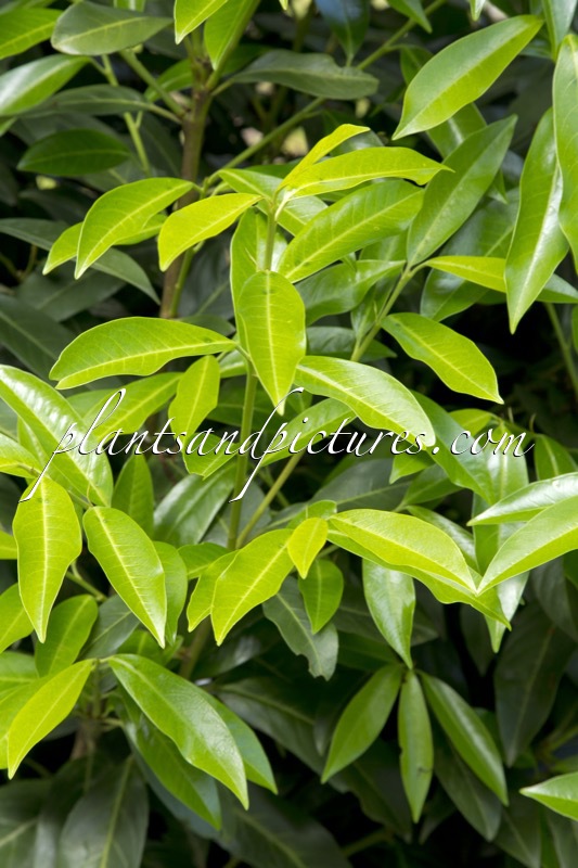 Prunus laurocerasus ‘Bokraschalk’ (GREEN DISCOVERY)