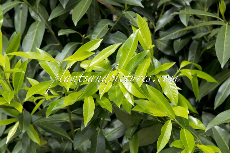 Prunus laurocerasus ‘Bokraschalk’ (GREEN DISCOVERY)