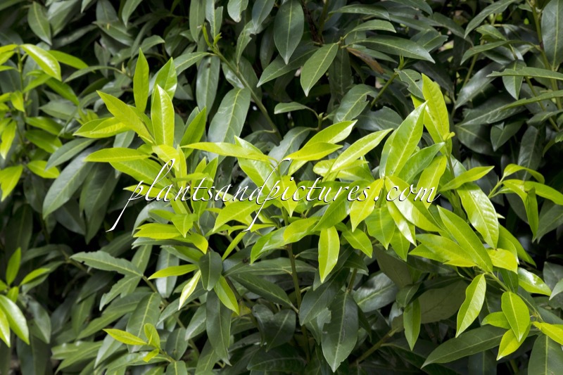 Prunus laurocerasus ‘Bokraschalk’ (GREEN DISCOVERY)