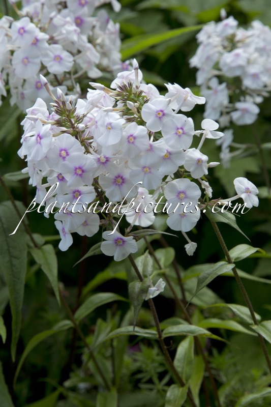 Phlox ‘Delta’