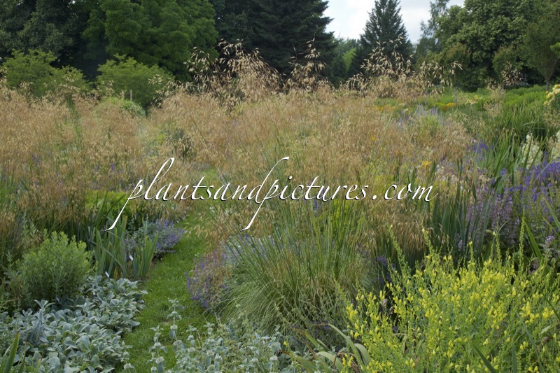 Stipa gigantea