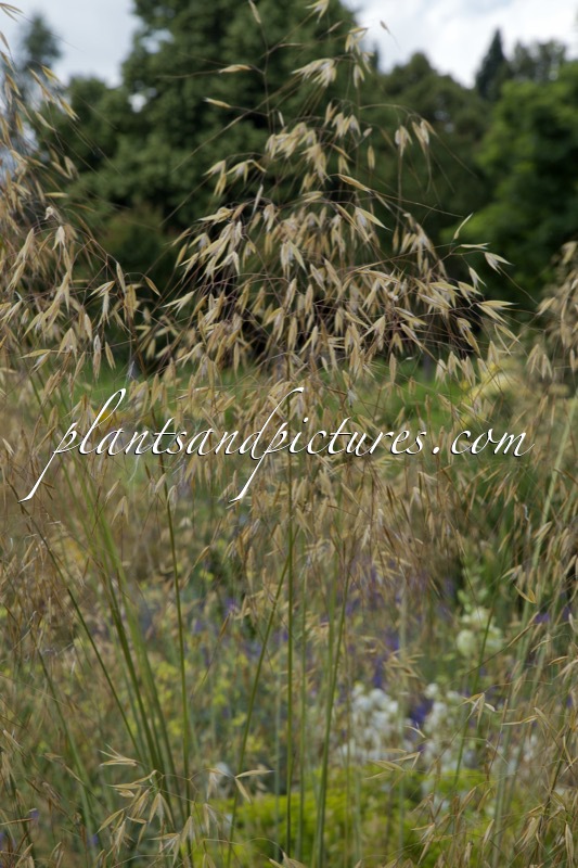 Stipa gigantea