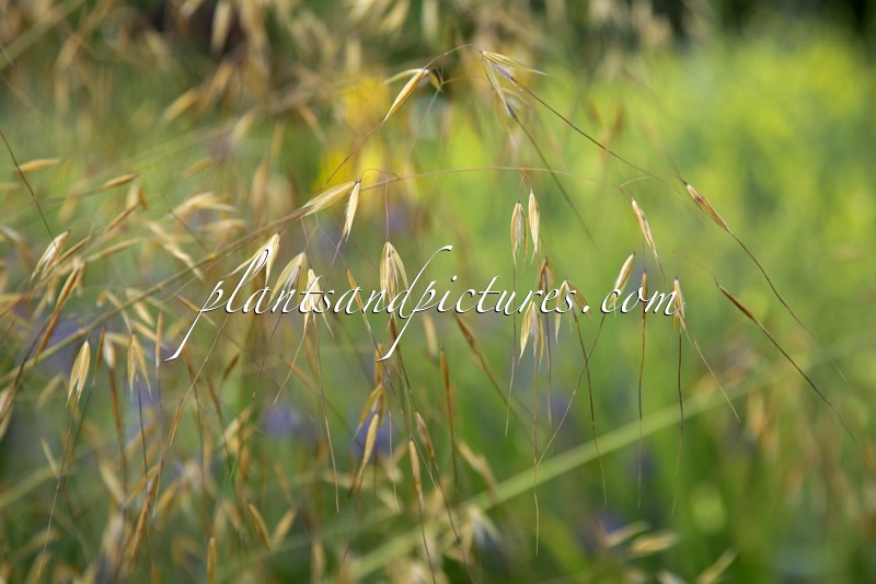 Stipa gigantea