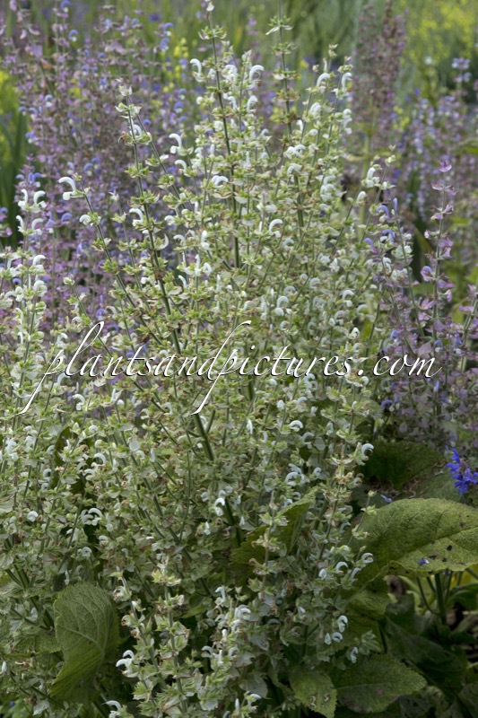 Salvia sclarea ‘White Vatican’
