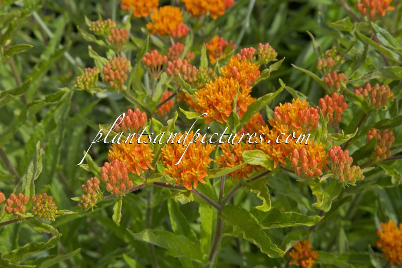 Asclepias tuberosa