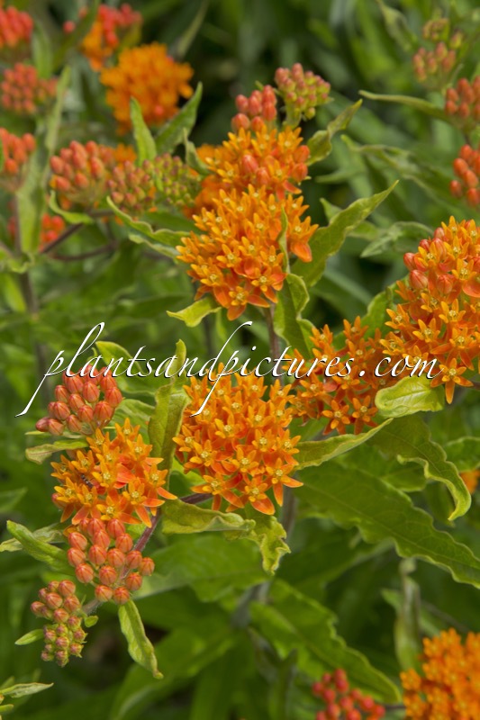Asclepias tuberosa