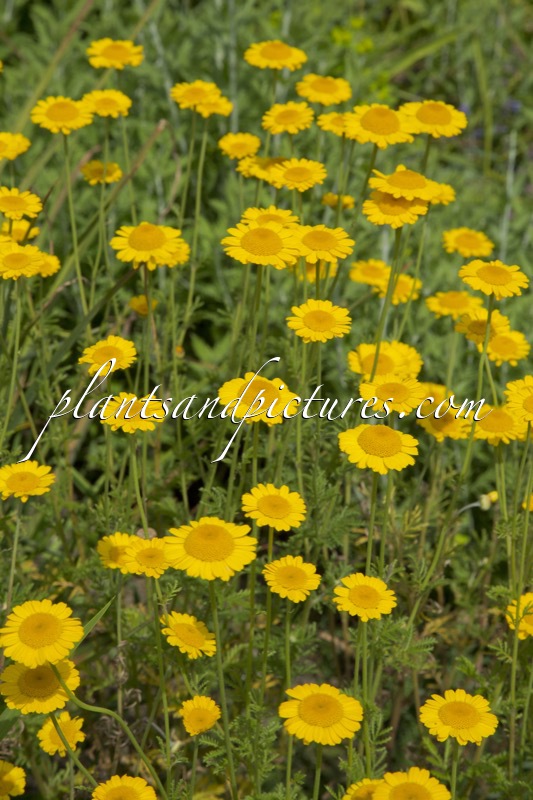 Anthemis tinctoria