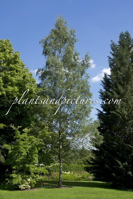 Betula pendula Julitta
