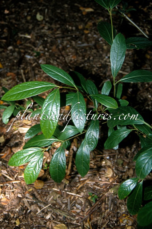 Viburnum wilsonii