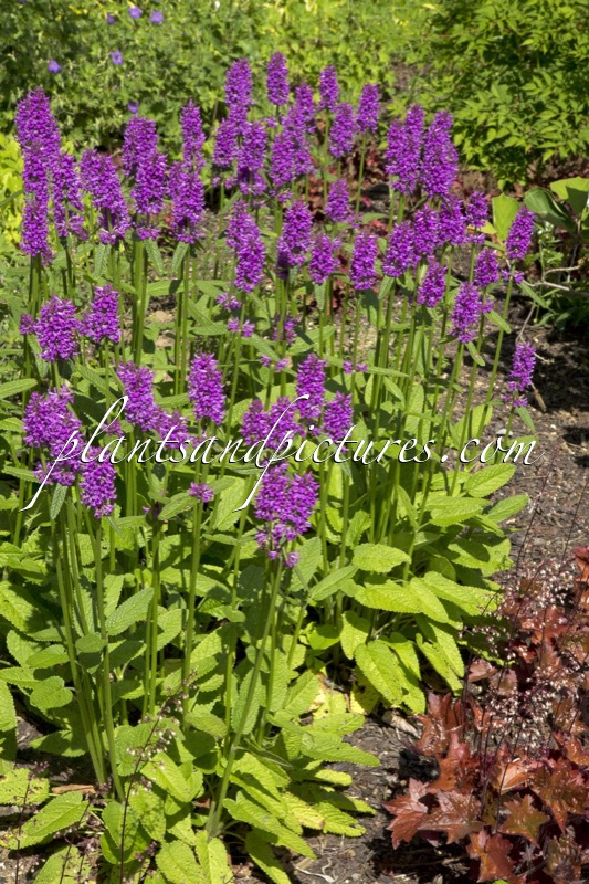 Betonica officinalis ‘Hummelo’