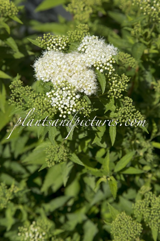 Spiraea japonica ‘Albiflora’