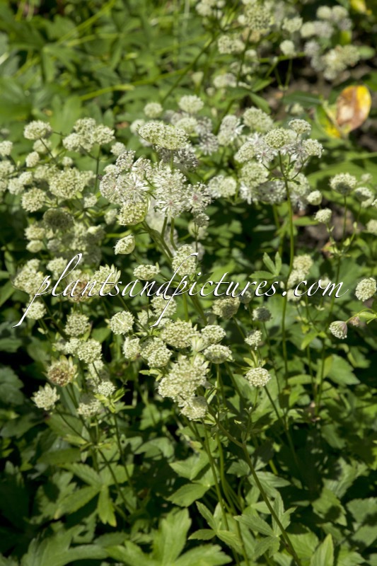 Astrantia major ‘Canneman’