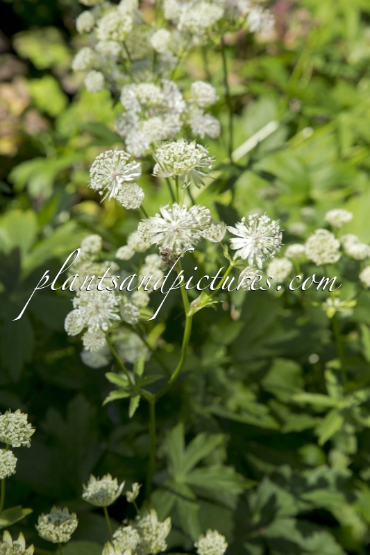 Astrantia major ‘Canneman’