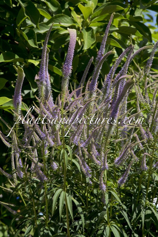 Veronicastrum virginicum ‘Fascination’