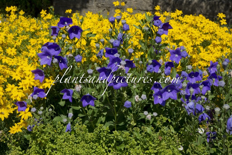 Platycodon grandiflorus