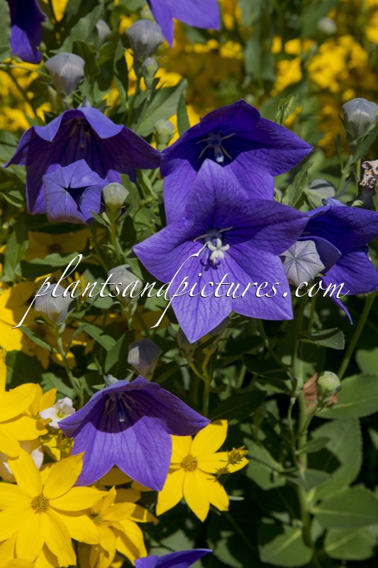 Platycodon grandiflorus