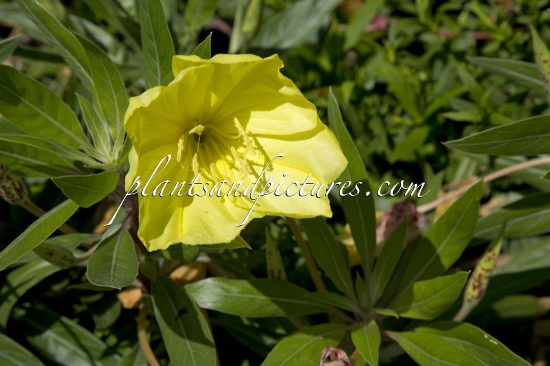 Oenothera macrocarpa