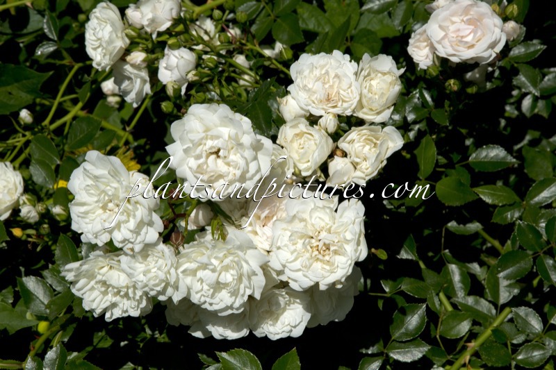 Rosa ‘Poulcov’ (WHITE COVER)