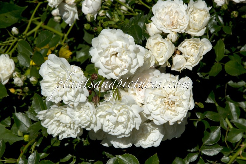 Rosa ‘Poulcov’ (WHITE COVER)