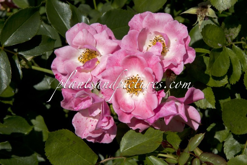 Rosa ‘Meipoque’ (PINK MEIDILAND)