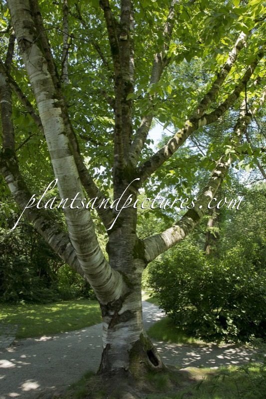 Betula maximowicziana