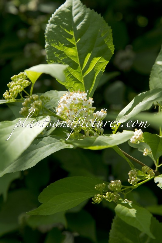 Callicarpa japonica ‘Leucocarpa’