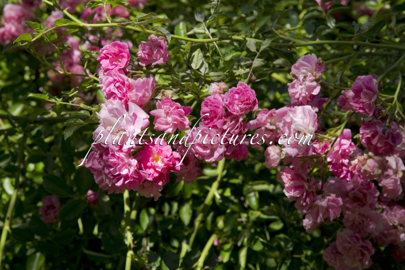 Rosa ‘Korlilub’ (LICHTKÖNIGIN LUCIA)