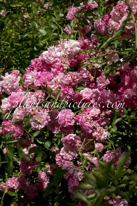 Rosa ‘Korlilub’ (LICHTKÖNIGIN LUCIA)