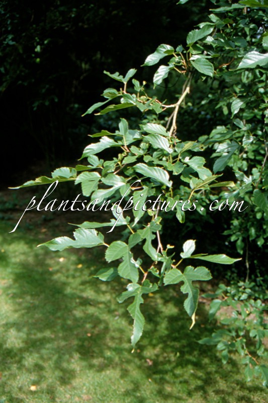 Morus alba ‘Laciniata’