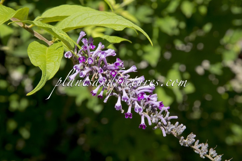 Buddleja lindleyana