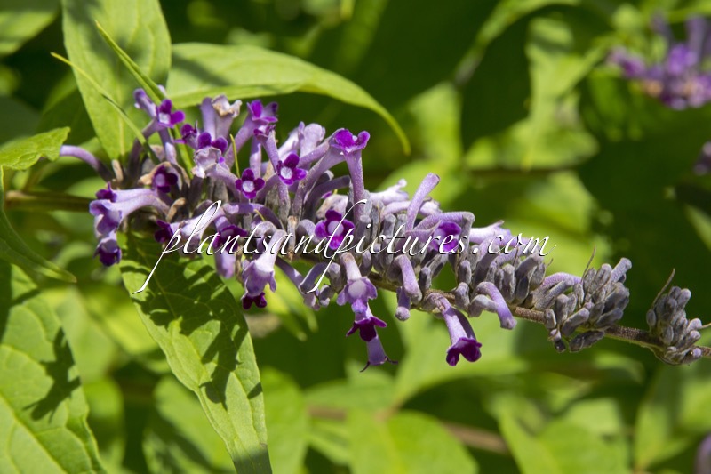 Buddleja lindleyana