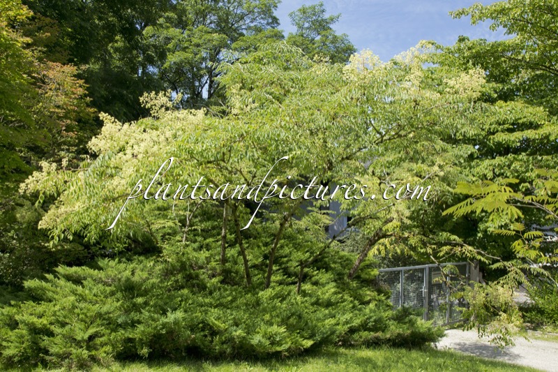 Aralia spinosa