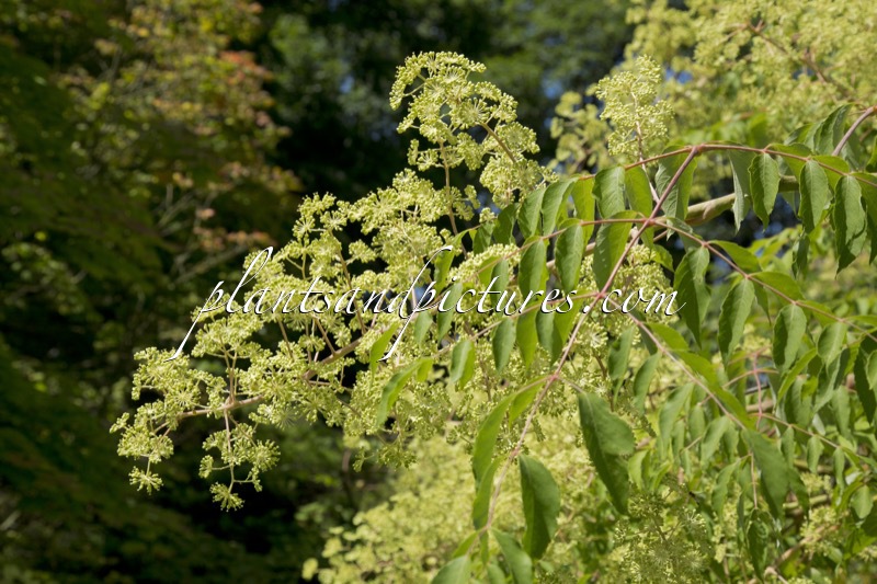 Aralia spinosa