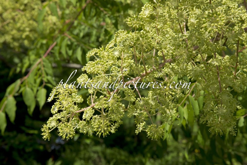 Aralia spinosa