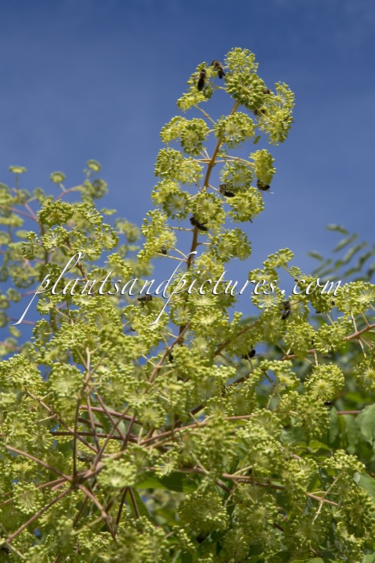 Aralia spinosa