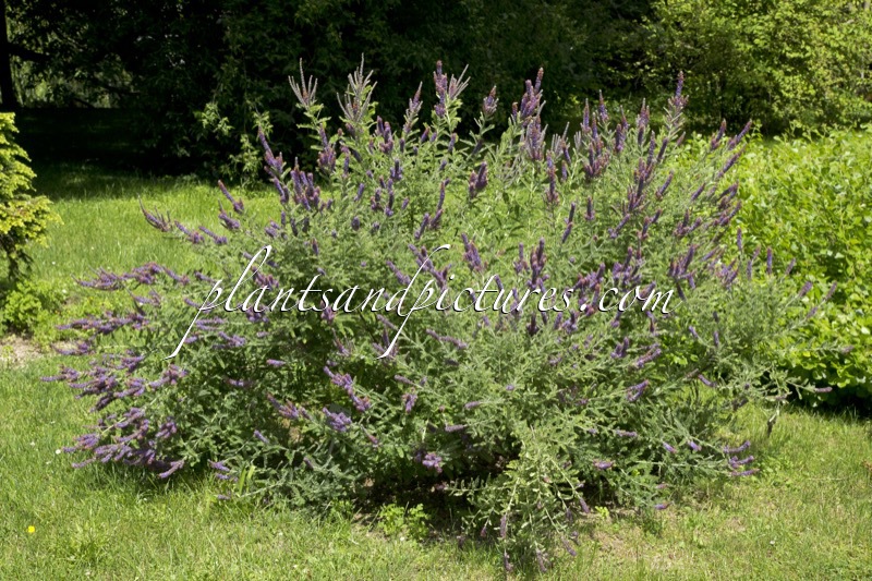 Amorpha canescens