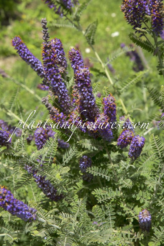 Amorpha canescens