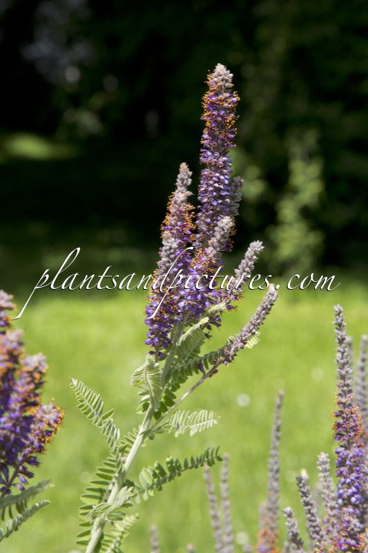 Amorpha canescens