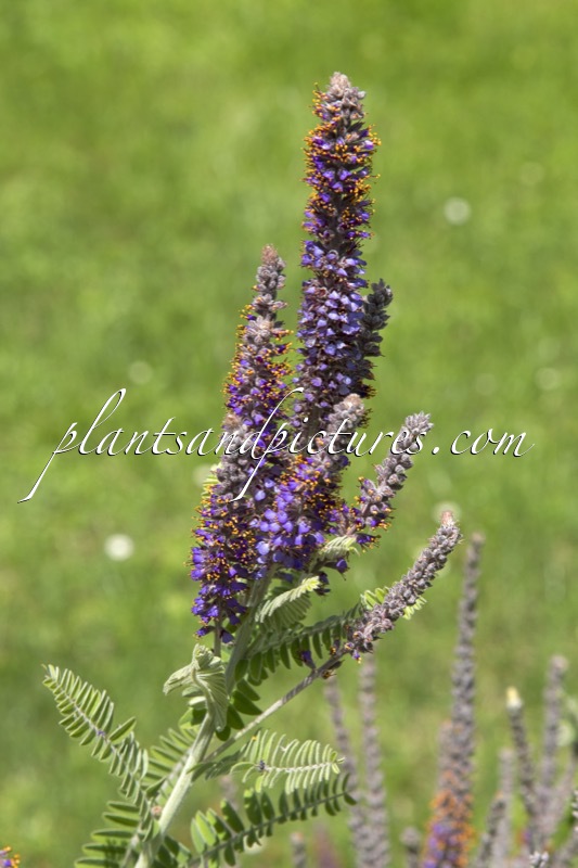 Amorpha canescens